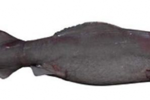 Маленька акула - історія відкриття типу та життя акул сьогодні Маленька акула - історія відкриття типу та життя акул сьогодні